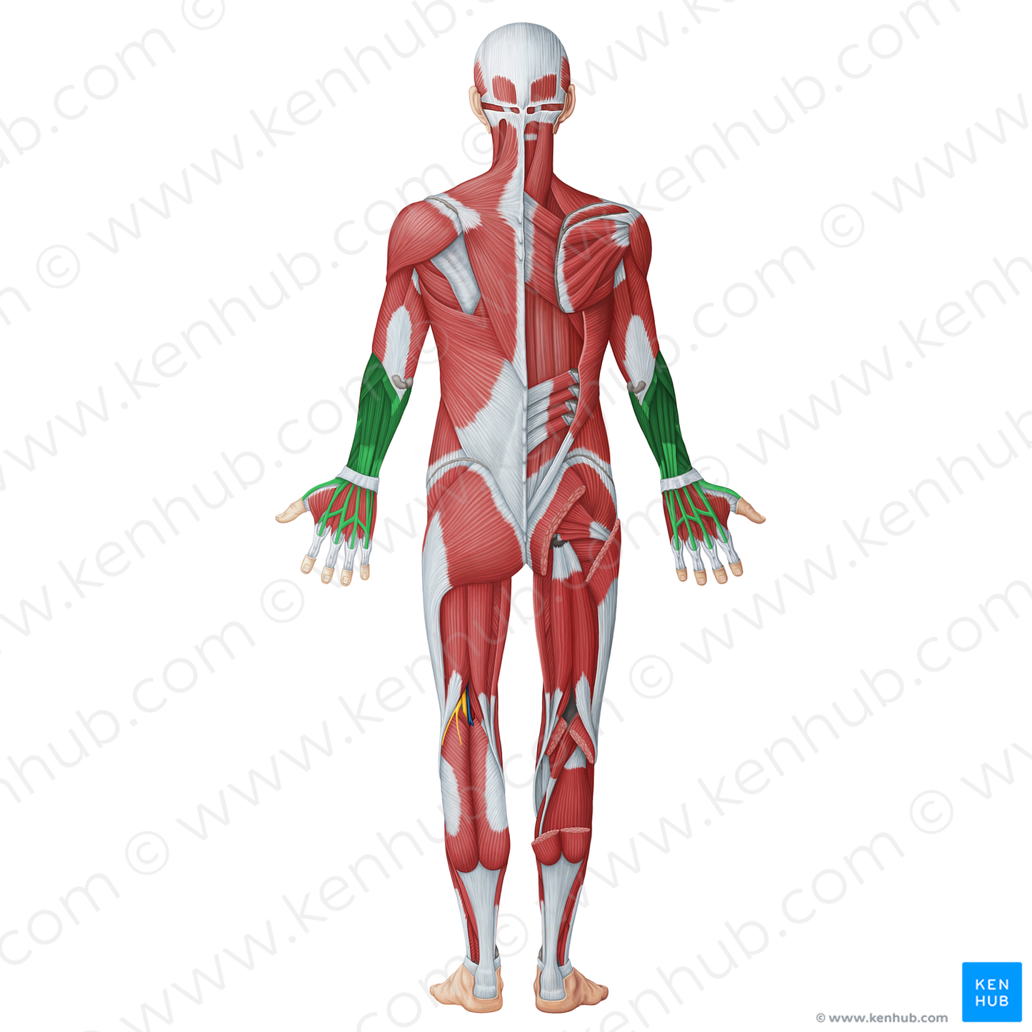 Posterior (extensor) muscles of forearm (#20053)