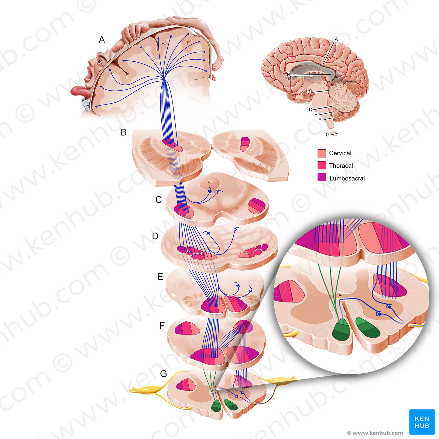 Anterior corticospinal tract (#11203)
