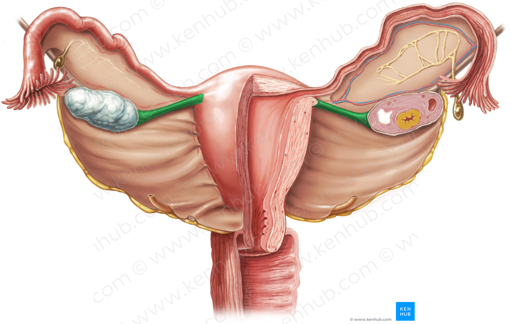 Proper ovarian ligament (#4587)