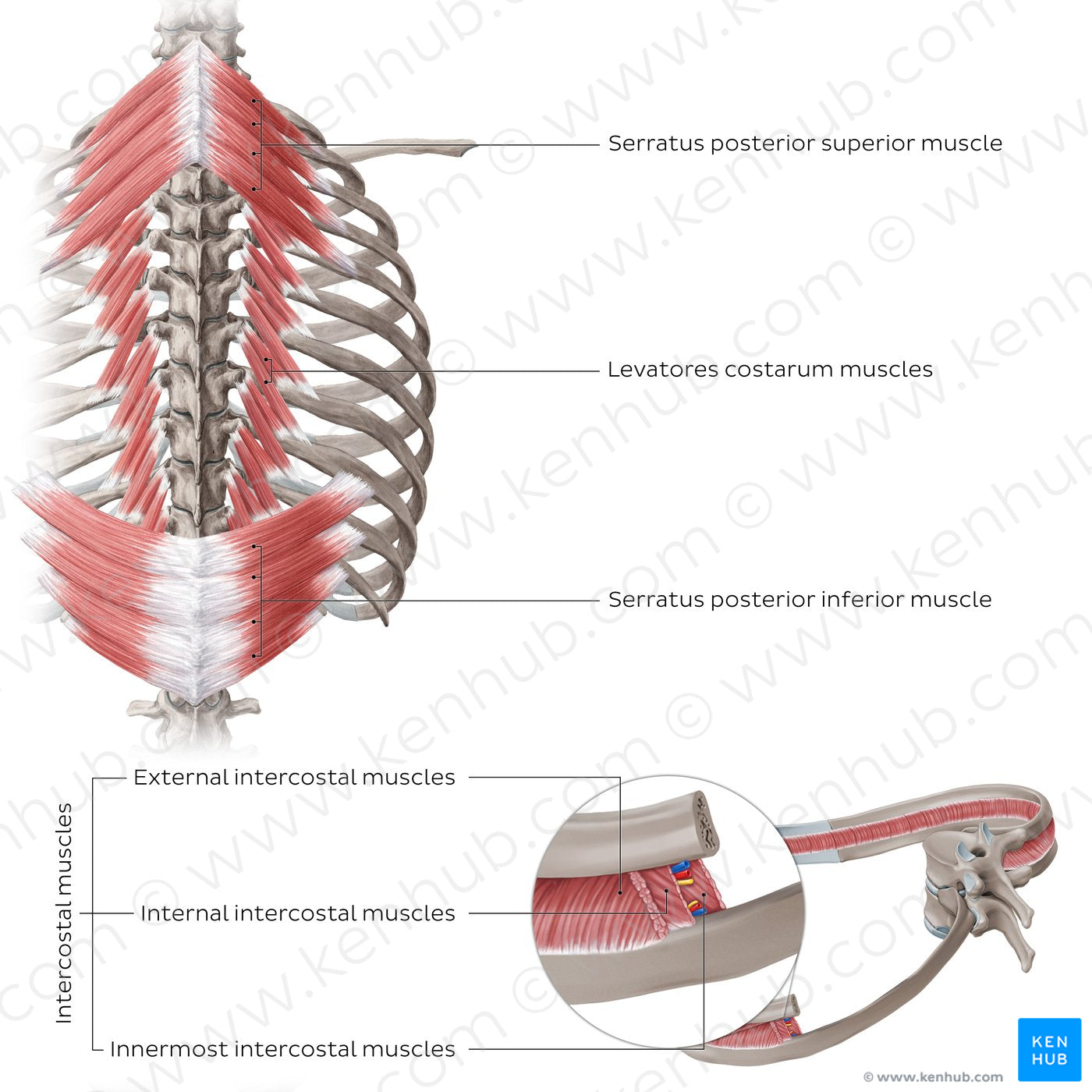 Muscles of thoracic wall (Posterior view) (English)