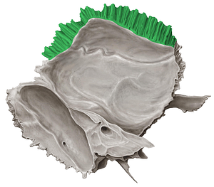 Parietal margin of temporal bone (#4947)