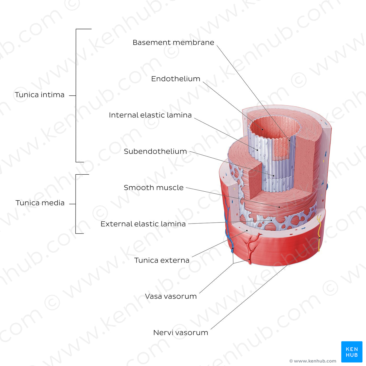 Structure of blood vessels: Artery (English)