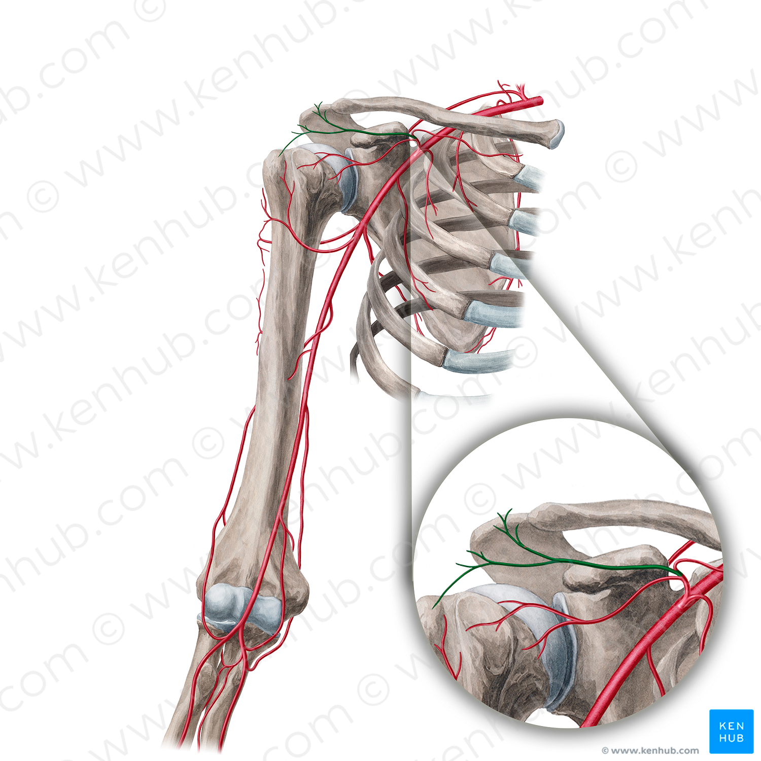 Acromial branch of thoracoacromial artery (#18918)
