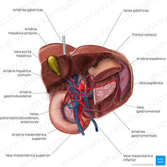 Hepatic portal vein (Portuguese)