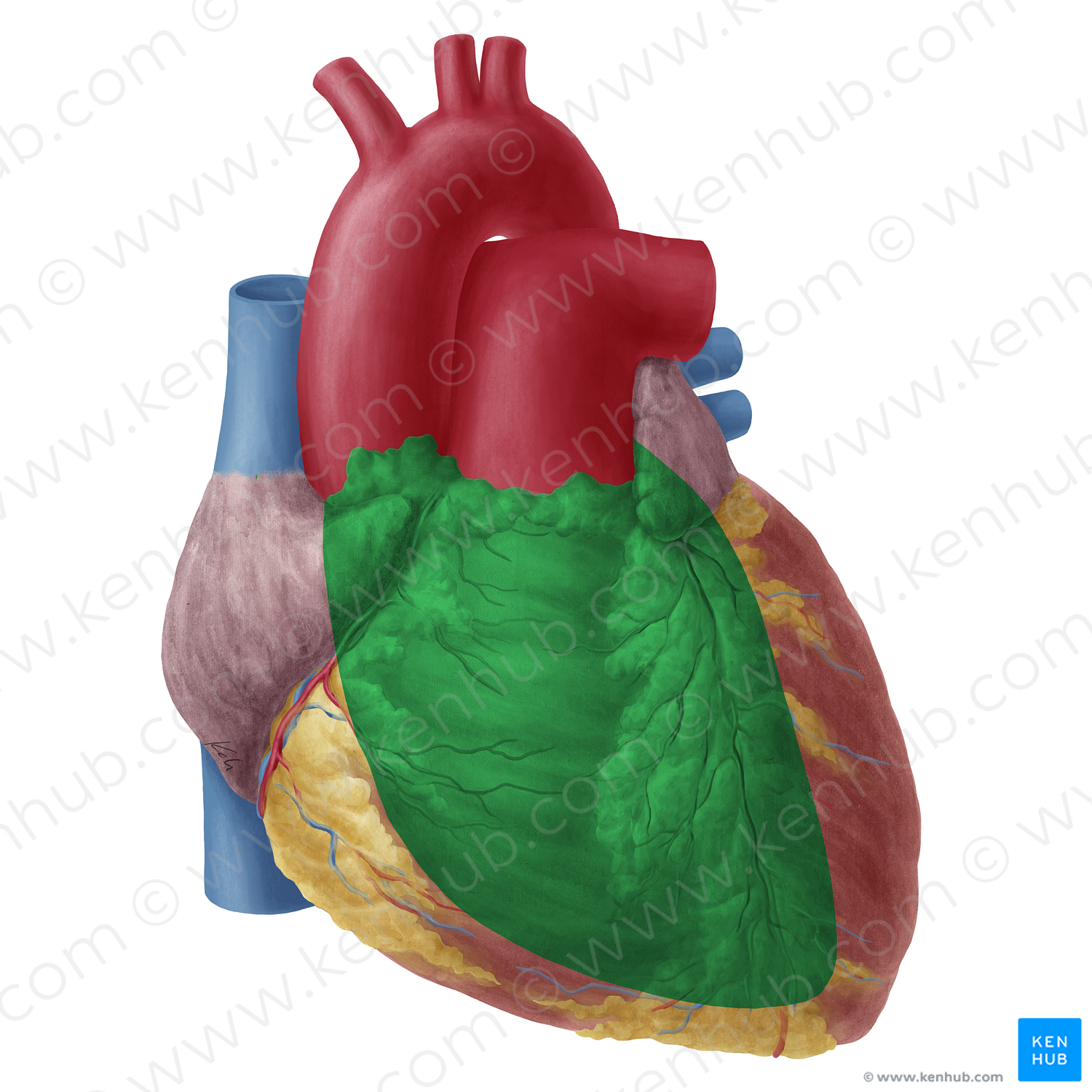 Anterior surface of heart (#19745)