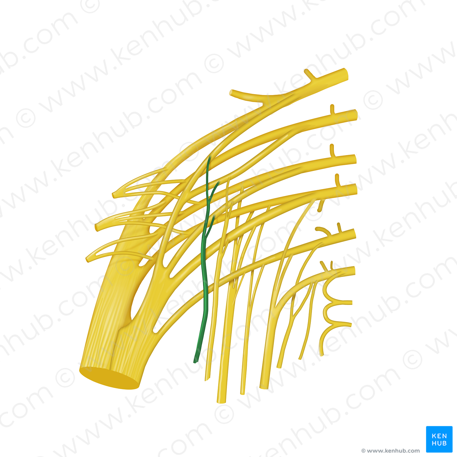 Nerve to quadratus femoris muscle (#12767)