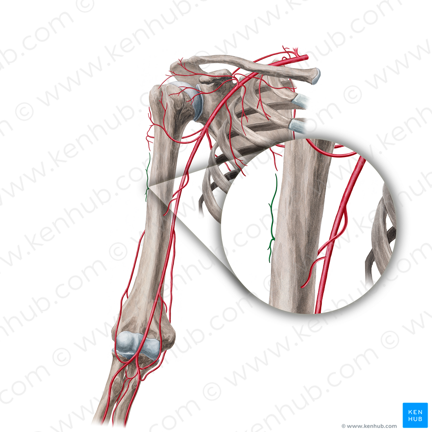 Deltoid branch of deep brachial artery (#21687)