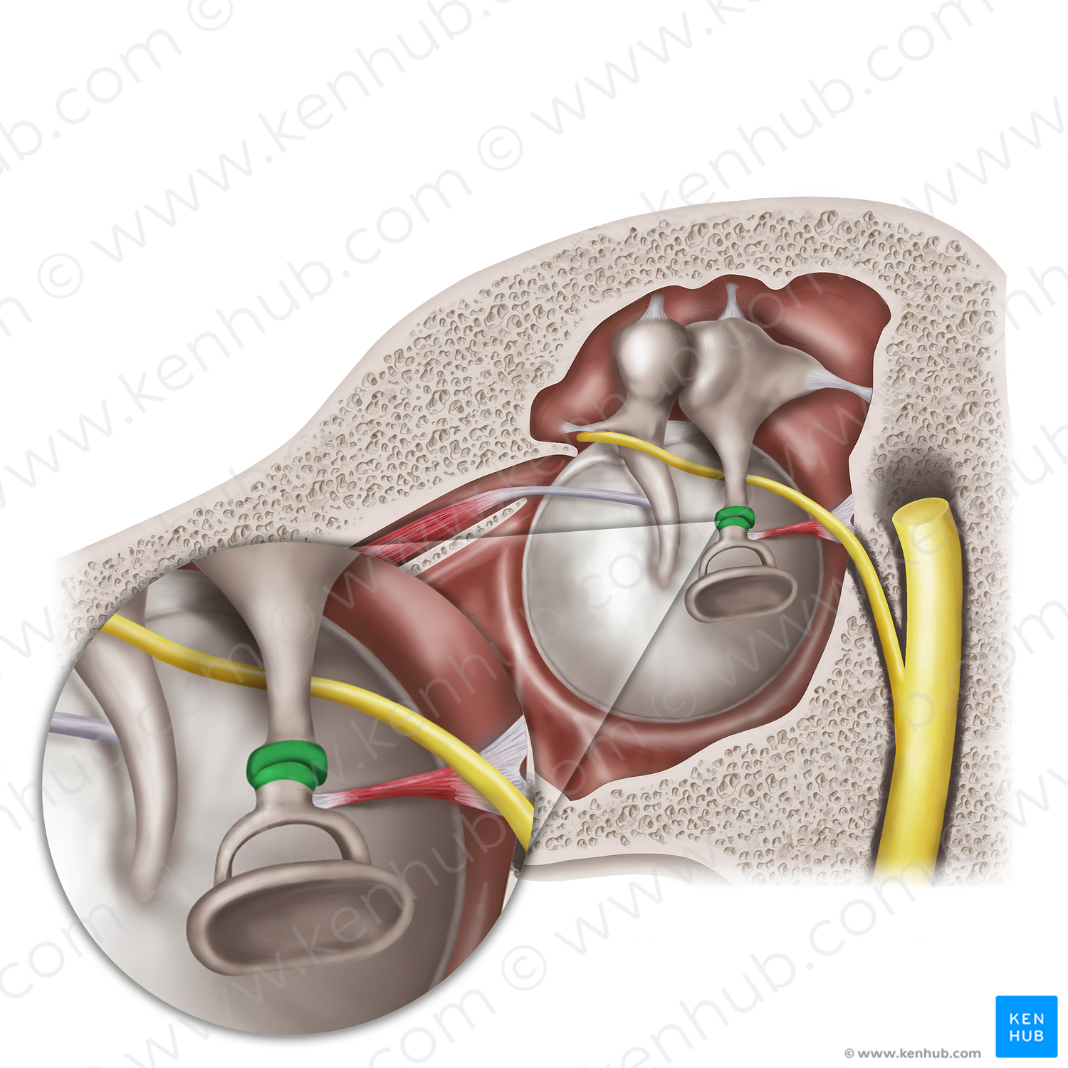 Incudostapedial joint (#20575)