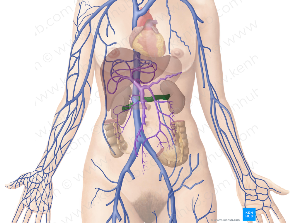 Renal vein (#10547)