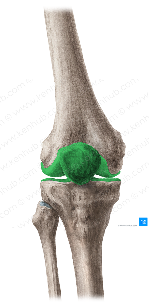 Knee joint (#285)