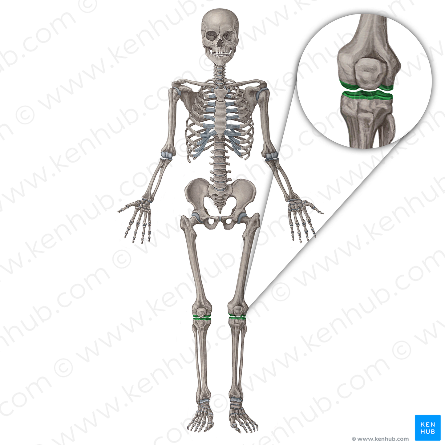 Knee joint (#19977)