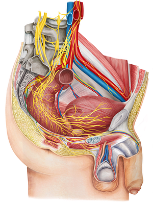 Pudendal nerve (#6705)