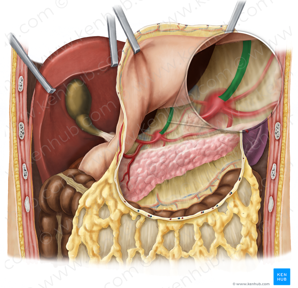 Left gastric artery (#1277)