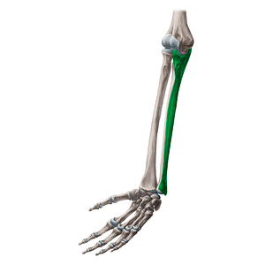 Medial surface of ulna (#21348)