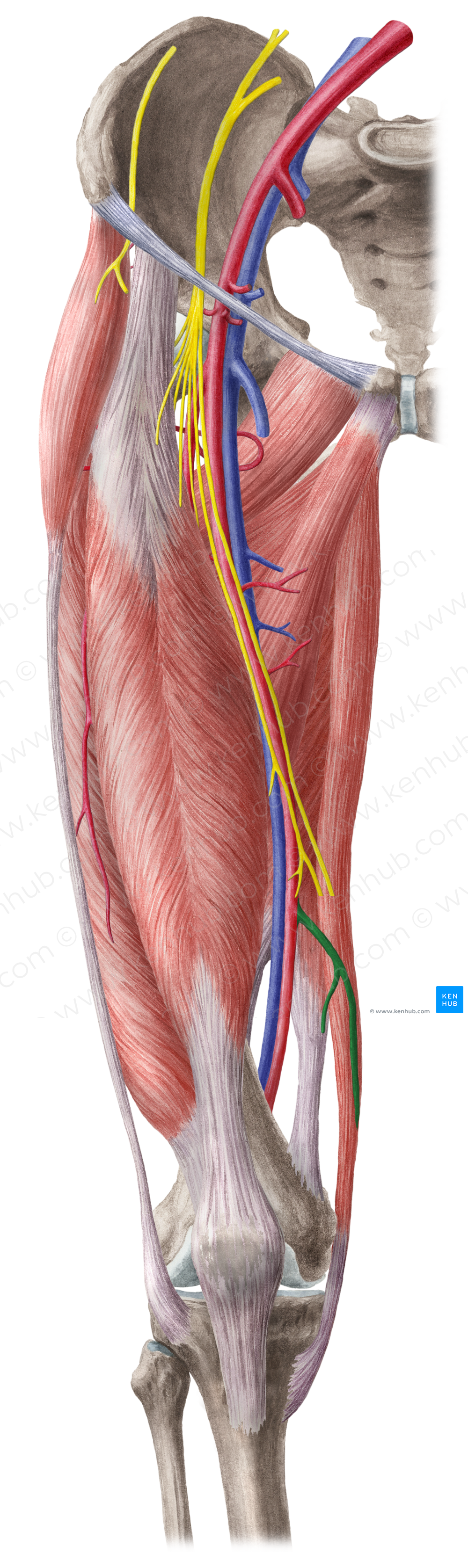 Descending genicular artery (#1104)