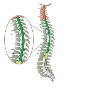 Spinal nerves T1-T12 (#16138)
