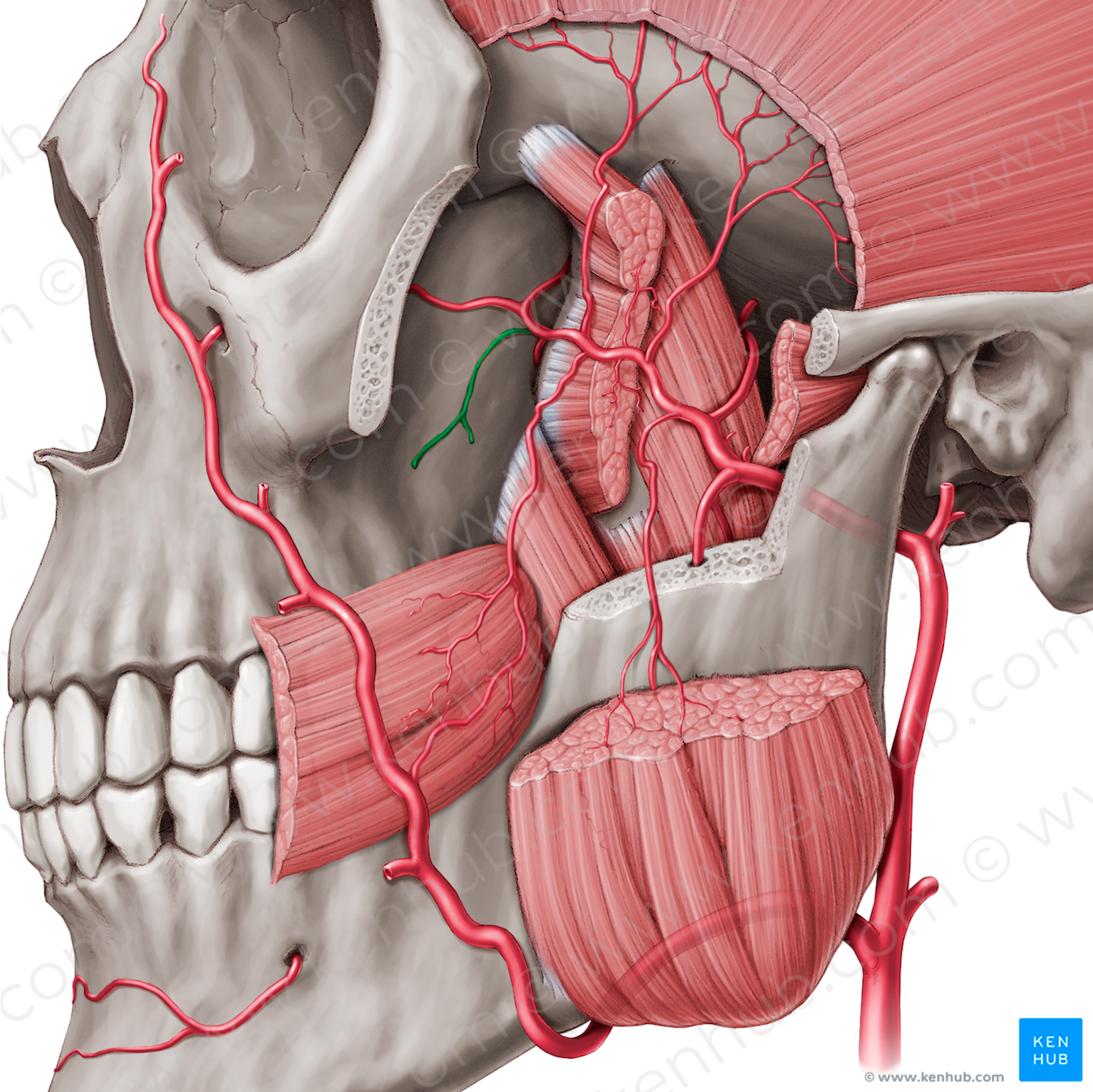 Posterior superior alveolar artery (#879)