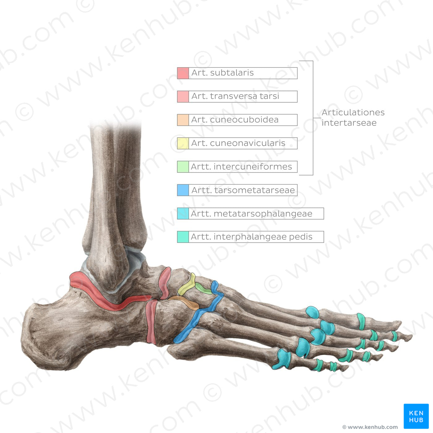 Joints of the foot (Latin)