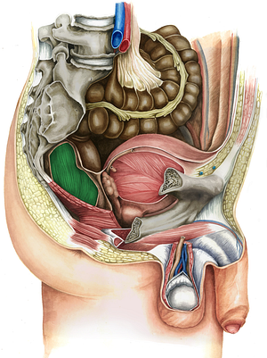 Rectum (#8877)