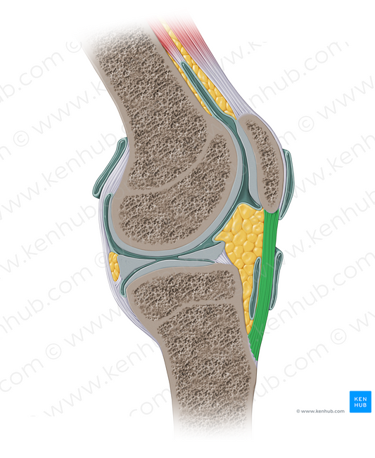 Ligament (#16252)