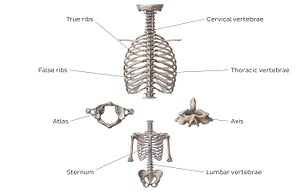 Main bones of the trunk (English)
