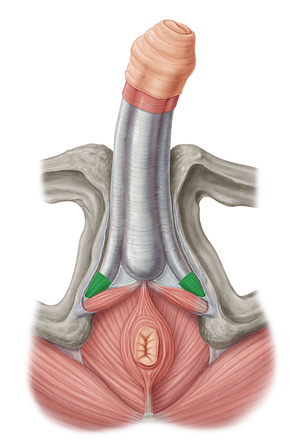 Ischiocavernosus muscle (male) (#5515)