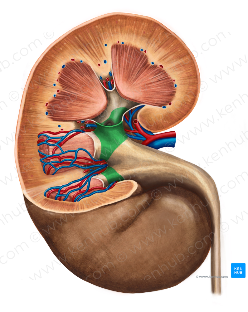 Major renal calices (#2292)