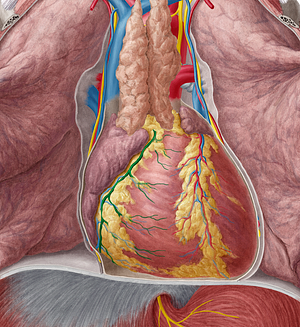 Right coronary artery (#1085)