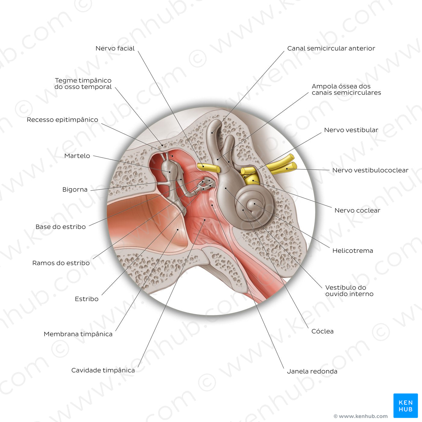 Middle ear: coronal section (Portuguese)