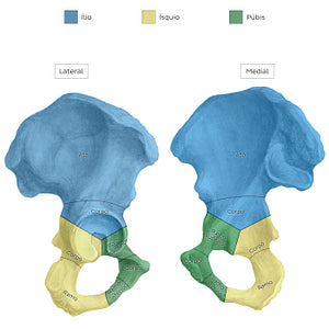 Hip bone (parts) (Portuguese)