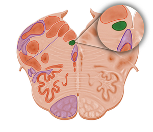 Subhypoglossal nucleus (#11091)