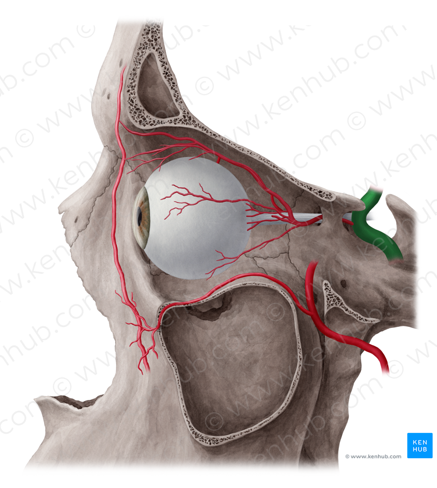 Internal carotid artery (#970)