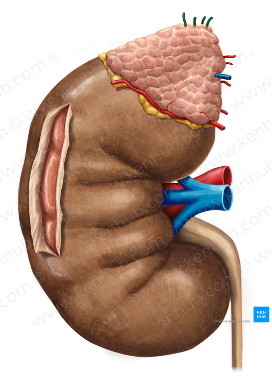 Superior suprarenal arteries (#1219)