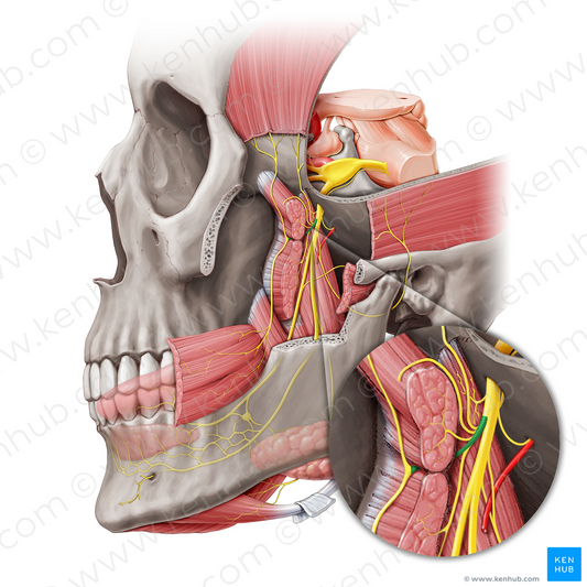 Anterior division of mandibular nerve (#20461)