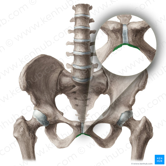 Pubic arch (#20303)