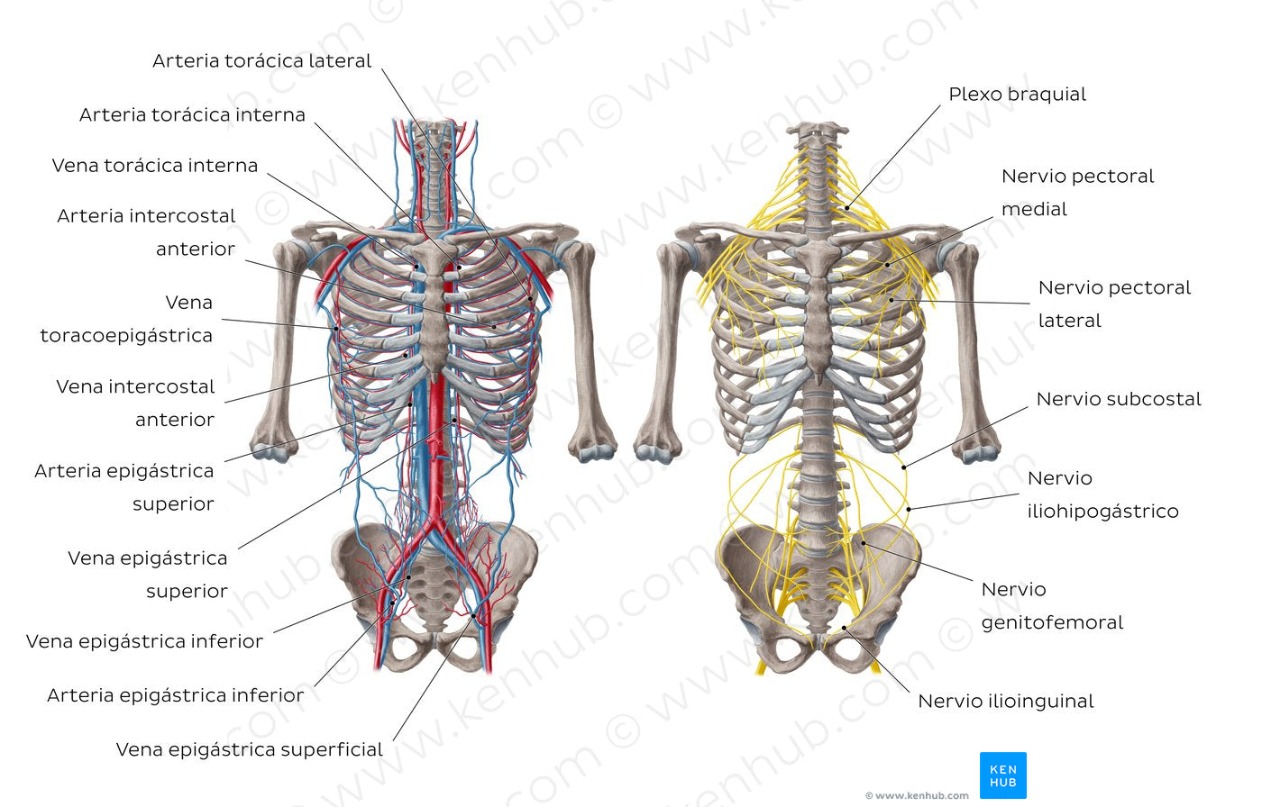 Nerves and vessels of the anterior thoracic wall (Spanish)