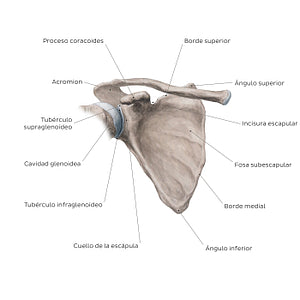 Scapula: Anterior view (Spanish)