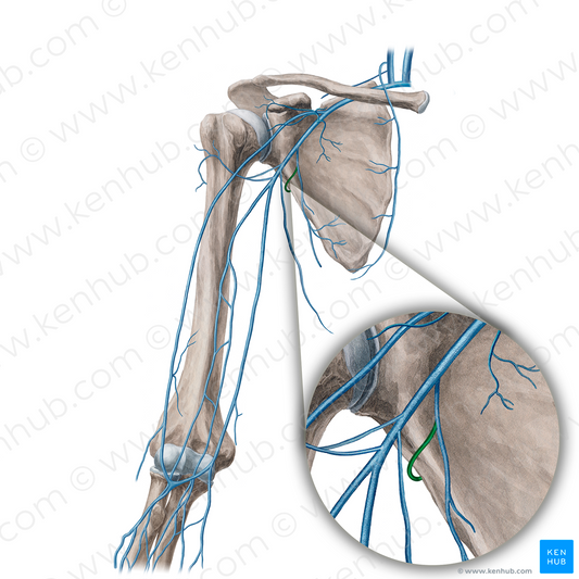 Circumflex scapular vein (#21658)