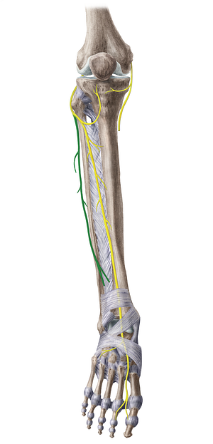 Superficial fibular nerve (#6666)