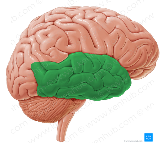 Temporal lobe (#4881)