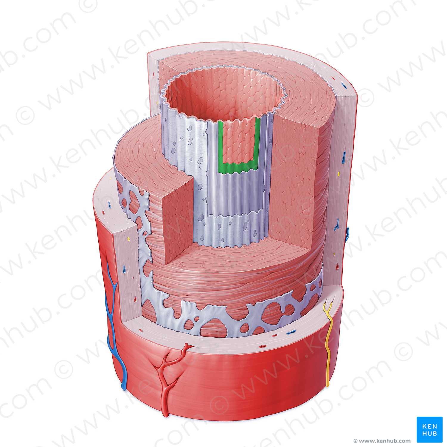 Basement membrane of artery (#16391)