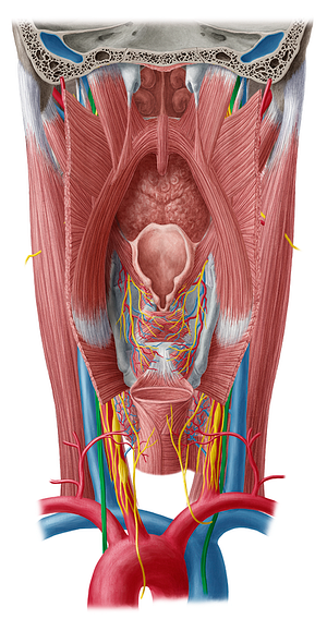 Vagus nerve (#6874)