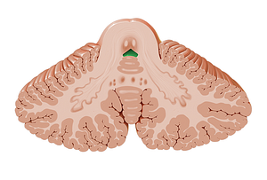 Fourth ventricle (#10721)