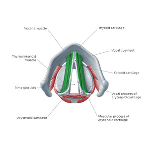Larynx: action of vocalis and thryoarytenoid muscles (English)