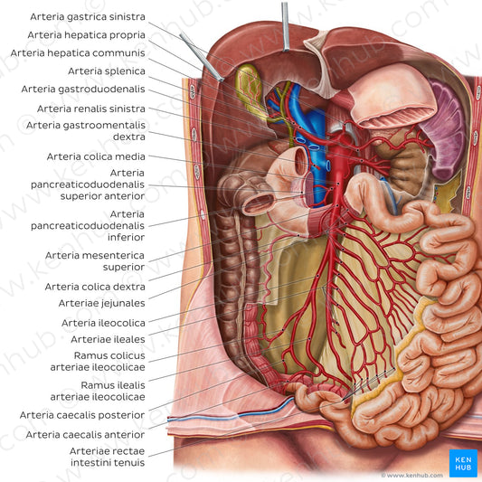 Arteries of the small intestine (Latin)