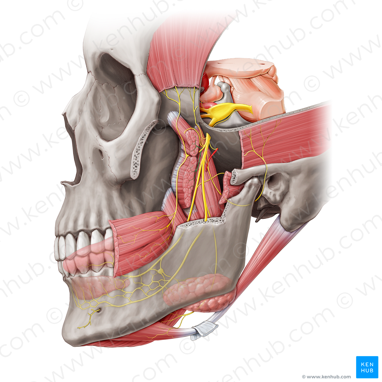 Nerve to lateral pterygoid muscle (#20460)