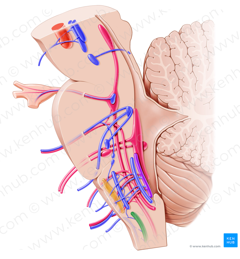 Nucleus of accessory nerve (#7220)