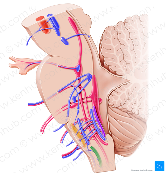 Nucleus of accessory nerve (#7220)