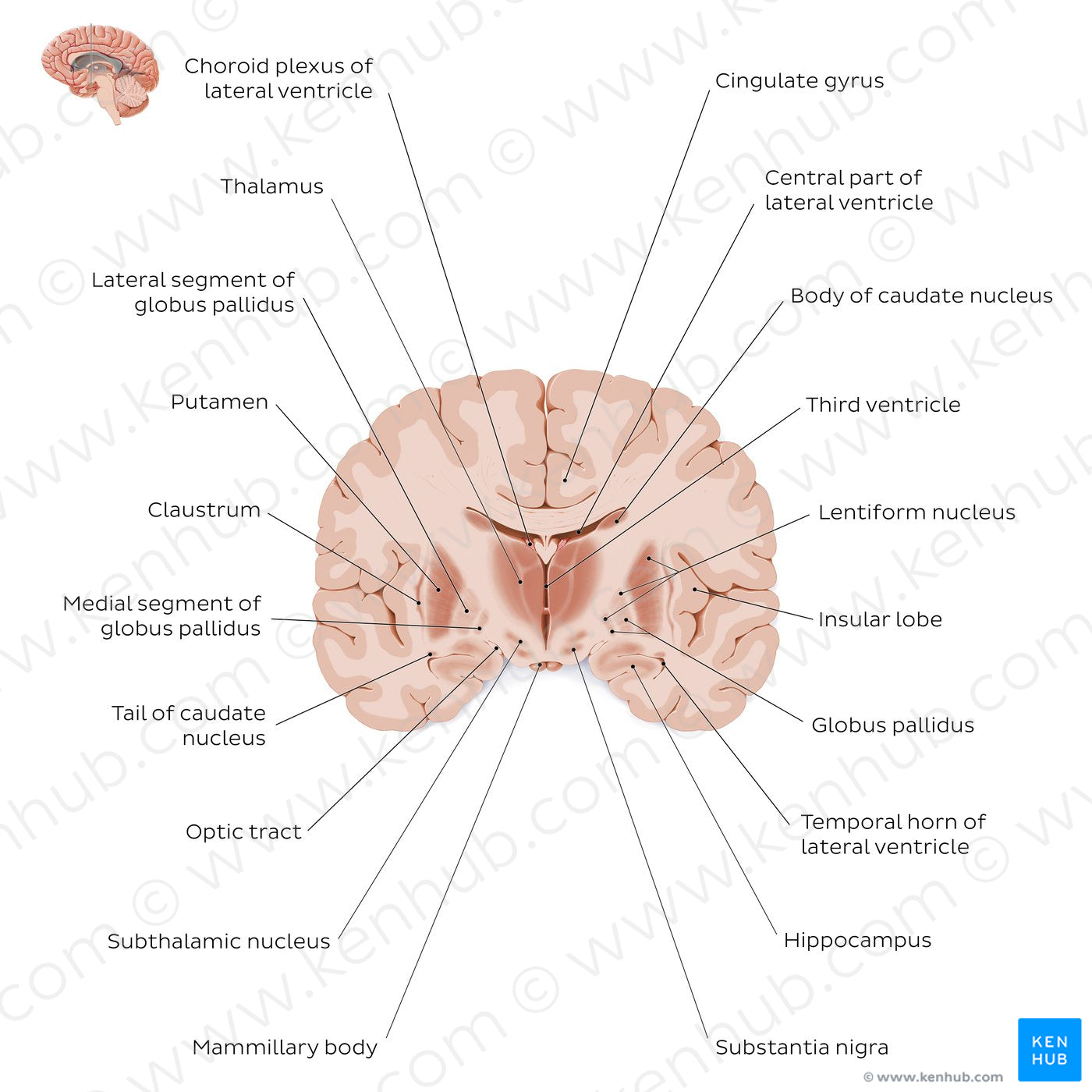 Coronal section of the brain (thalamus level): Gray matter structures (English)