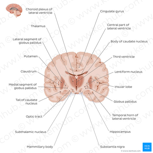 Coronal section of the brain (thalamus level): Gray matter structures (English)